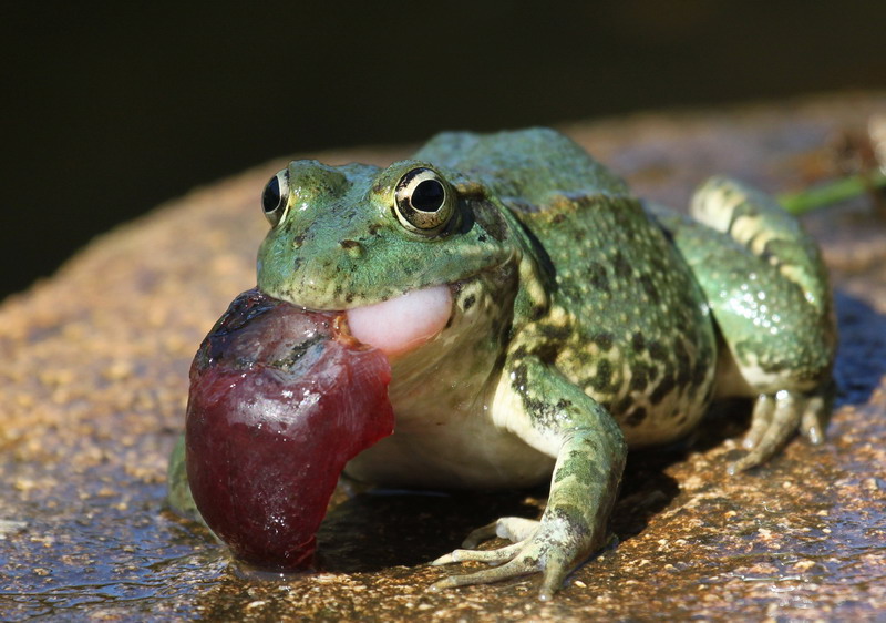 P.Perezi eating a grape